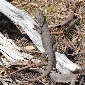 Pogona barbata at Watson, ACT - suppressed