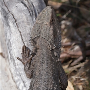 Pogona barbata at Watson, ACT - suppressed