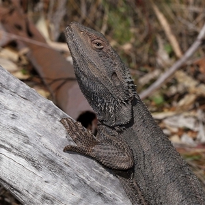 Pogona barbata at Watson, ACT - suppressed