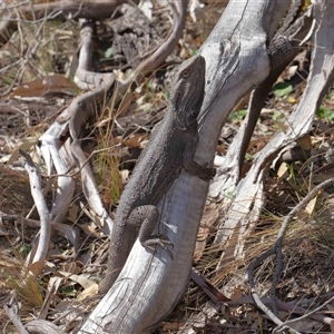 Pogona barbata at Watson, ACT - suppressed