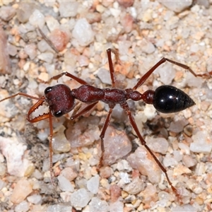 Myrmecia simillima at Kambah, ACT - 28 Aug 2024 12:55 PM