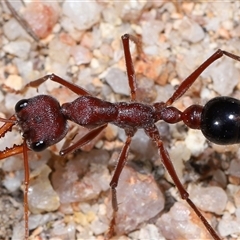 Myrmecia simillima at Kambah, ACT - 28 Aug 2024 12:55 PM