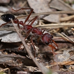 Myrmecia simillima at Kambah, ACT - 28 Aug 2024