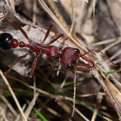 Myrmecia simillima at Kambah, ACT - 28 Aug 2024