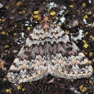 Dichromodes disputata at Tharwa, ACT - 21 Aug 2024