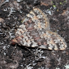 Dichromodes disputata at Tharwa, ACT - 21 Aug 2024 01:15 PM