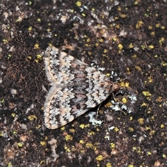 Dichromodes disputata at Tharwa, ACT - 21 Aug 2024