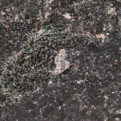 Dichromodes disputata at Tharwa, ACT - 21 Aug 2024 01:15 PM