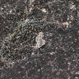 Dichromodes disputata at Tharwa, ACT - 21 Aug 2024