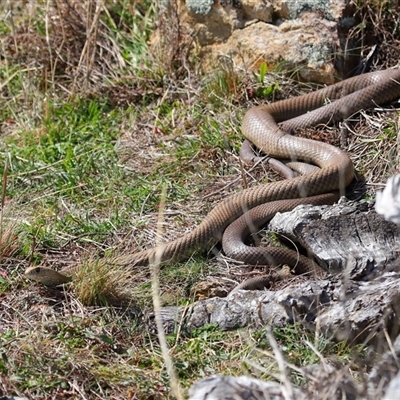 Pseudonaja textilis (Eastern Brown Snake) at Throsby, ACT - 14 Sep 2024 by TimL