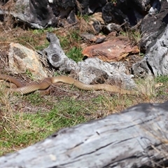 Pseudonaja textilis at Throsby, ACT - 14 Sep 2024