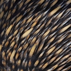 Tachyglossus aculeatus (Short-beaked Echidna) at Forde, ACT - 11 Aug 2024 by TimL