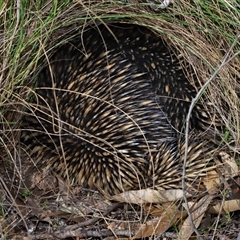 Tachyglossus aculeatus at Forde, ACT - 11 Aug 2024