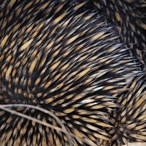 Tachyglossus aculeatus at Forde, ACT - 11 Aug 2024