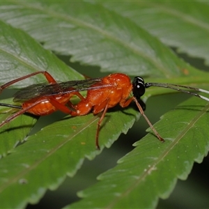 Stiromesostenus sp. (genus) at Acton, ACT - 3 Sep 2024