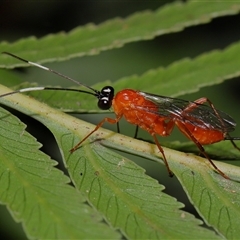 Stiromesostenus sp. (genus) at Acton, ACT - 3 Sep 2024