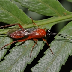 Stiromesostenus sp. (genus) at Acton, ACT - 3 Sep 2024