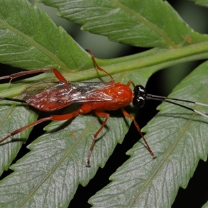 Stiromesostenus sp. (genus) at Acton, ACT - 3 Sep 2024