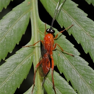 Stiromesostenus sp. (genus) at Acton, ACT - 3 Sep 2024