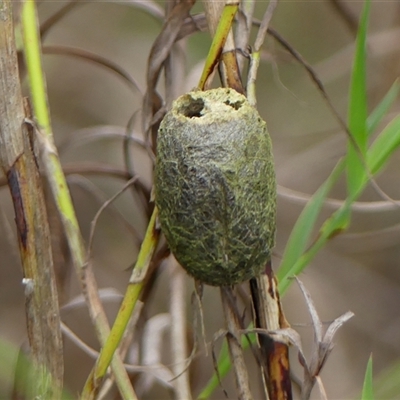 Opodiphthera (genus) (A gum moth) at Tallong, NSW - 7 Sep 2024 by Curiosity