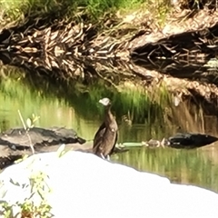 Phalacrocorax sulcirostris (Little Black Cormorant) at Ord River, WA - 15 Sep 2024 by Mike