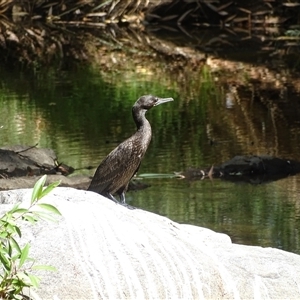 Phalacrocorax sulcirostris at Ord River, WA - 15 Sep 2024