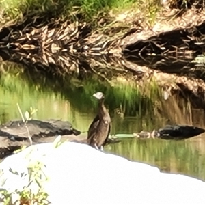 Phalacrocorax sulcirostris at Ord River, WA - 15 Sep 2024