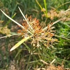 Unidentified Plant at Ord River, WA - 15 Sep 2024 by Mike