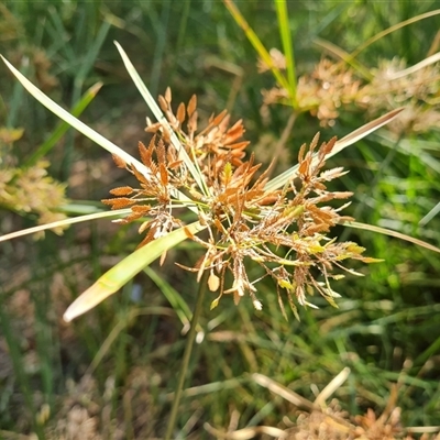 Unverified Plant at Ord River, WA - 15 Sep 2024 by Mike