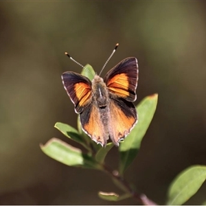 Paralucia pyrodiscus lucida (Eltham Copper Butterfly) at Greensborough, VIC by MichaelBedingfield