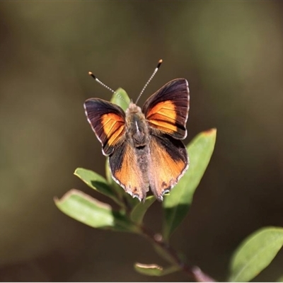 Paralucia pyrodiscus lucida (Eltham Copper Butterfly) at Greensborough, VIC - 30 Dec 2020 by MichaelBedingfield