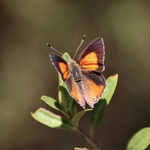 Paralucia pyrodiscus lucida at suppressed - 30 Dec 2020