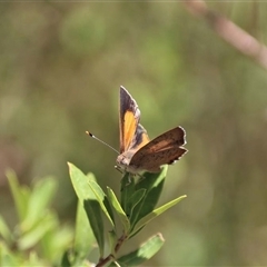 Paralucia pyrodiscus lucida at suppressed - suppressed