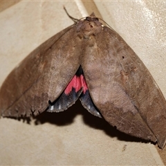 Phyllodes imperialis smithersi (Pink Underwing Moth (southern)) at Witta, QLD - 12 Oct 2021 by MichaelBedingfield