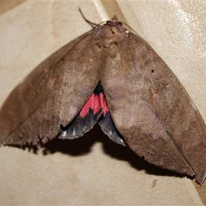 Phyllodes imperialis smithersi (Pink Underwing Moth (southern)) at Witta, QLD by MichaelBedingfield