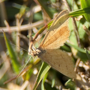 Scopula rubraria at Nicholls, ACT - 15 Sep 2024 02:13 PM