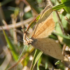 Scopula rubraria at Nicholls, ACT - 15 Sep 2024 02:13 PM