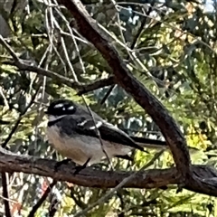 Rhipidura albiscapa (Grey Fantail) at Nicholls, ACT - 15 Sep 2024 by Hejor1