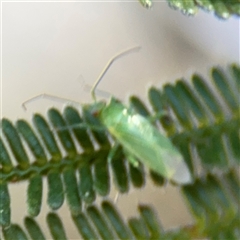 Miridae (family) (Unidentified plant bug) at Nicholls, ACT - 15 Sep 2024 by Hejor1