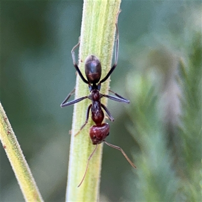 Iridomyrmex purpureus (Meat Ant) at Nicholls, ACT - 15 Sep 2024 by Hejor1