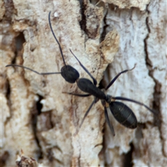 Camponotus nigroaeneus (Sugar ant) at Nicholls, ACT - 15 Sep 2024 by Hejor1