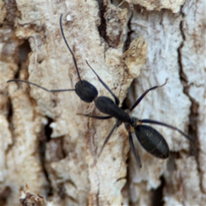 Camponotus nigroaeneus at Nicholls, ACT - 15 Sep 2024 01:47 PM