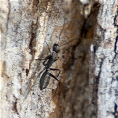 Camponotus nigroaeneus at Nicholls, ACT - 15 Sep 2024 01:47 PM