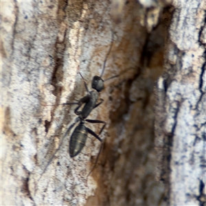 Camponotus nigroaeneus at Nicholls, ACT - 15 Sep 2024 01:47 PM