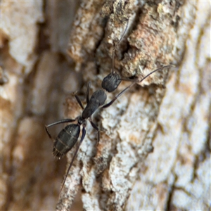 Camponotus nigroaeneus at Nicholls, ACT - 15 Sep 2024 01:47 PM