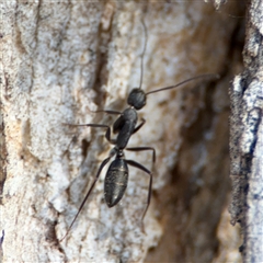 Camponotus nigroaeneus at Nicholls, ACT - 15 Sep 2024 01:47 PM