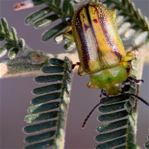 Calomela juncta at Nicholls, ACT - 15 Sep 2024 01:50 PM