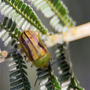 Calomela juncta at Nicholls, ACT - 15 Sep 2024 01:50 PM