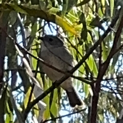 Pachycephala pectoralis (Golden Whistler) at Nicholls, ACT - 15 Sep 2024 by Hejor1