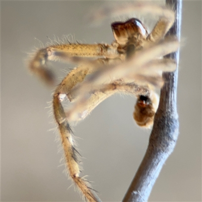 Neosparassus sp. (genus) (Unidentified Badge huntsman) at Nicholls, ACT - 15 Sep 2024 by Hejor1